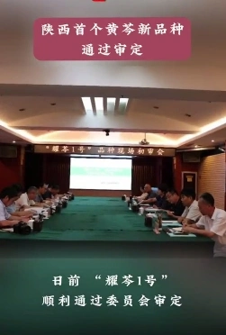 填补空白！陕西首个黄芩新品种通过审定