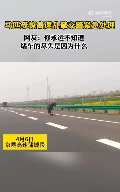 马匹受惊聚集超车道，网友：堵车的尽头居然是4匹马