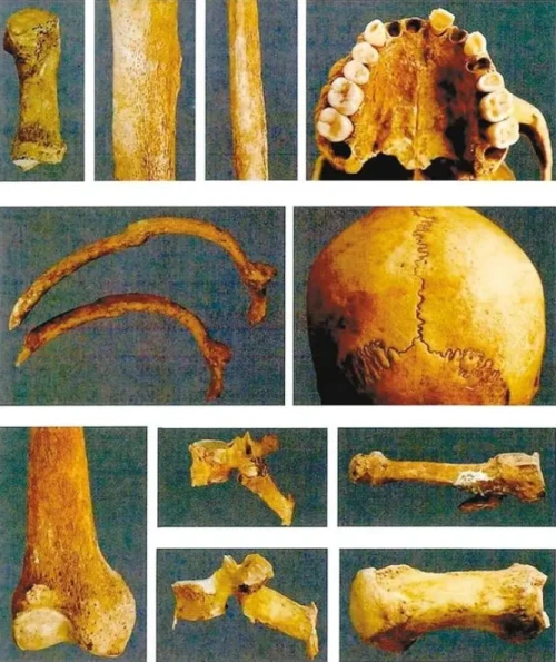 关注！清涧后刘家塔商代墓葬科技考古最新成果发布