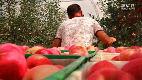 延安200多亿颗苹果是如何“链”成的？