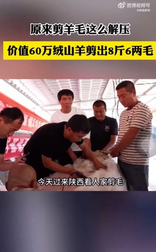 超解压！价值60万绒山羊剪出8斤6两绒毛