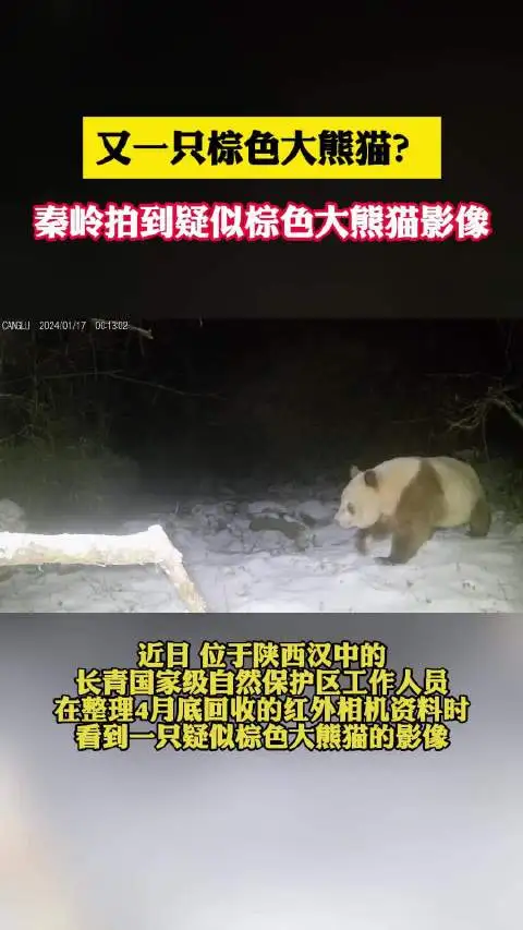 又一只棕色大熊猫？秦岭拍到疑似棕色大熊猫影像