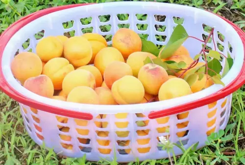 摘杏子，逛宗营郭湾村！快把属于你的“杏”运带回家