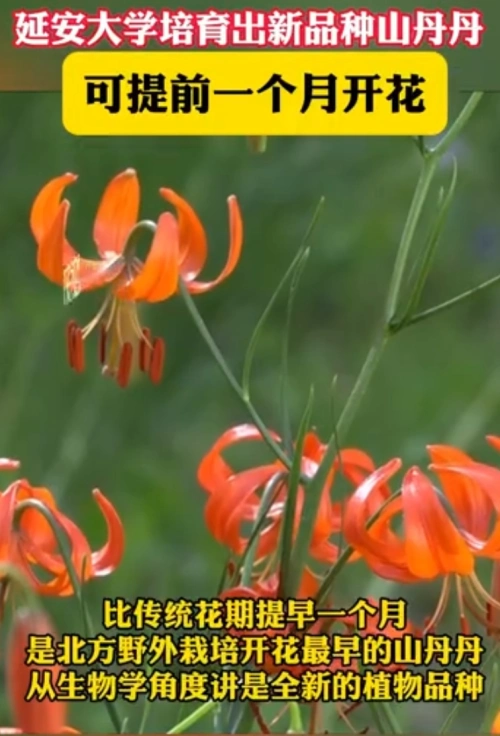 延安大学培育出新品种山丹丹，可提前1个月开花