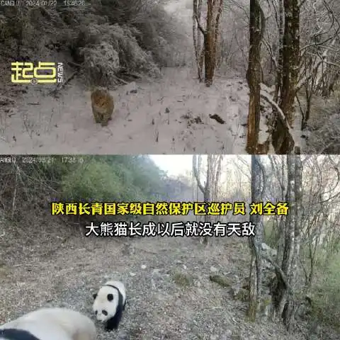 秦岭拍到大熊猫金钱豹走过同一地方，网友：大熊猫PK金钱豹胜算有多大