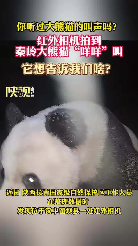 纯享！秦岭大熊猫对着镜头咩咩叫