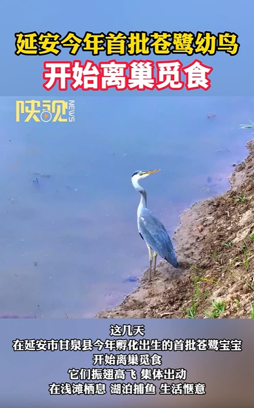延安今年首批苍鹭幼鸟开始离巢觅食