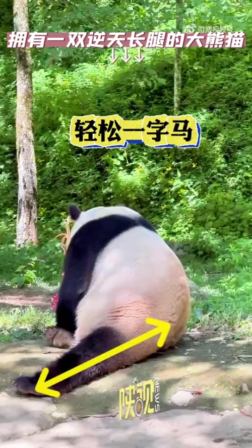 大熊猫强生迎来七岁生日！秀出逆天大长腿