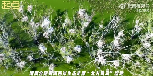 大批白鹭苍鹭在合阳黄河西岸生态走廊安家