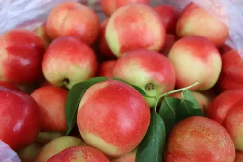 “桃”你喜欢！徐望镇采摘正当时