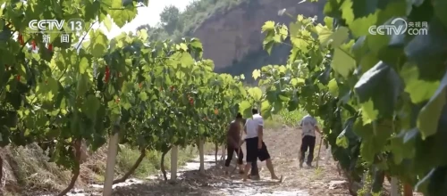 延安启动干旱Ⅳ级应急响应