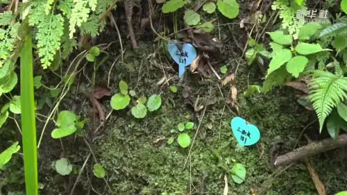 极危物种！在汉中首次发现有性繁殖幼苗