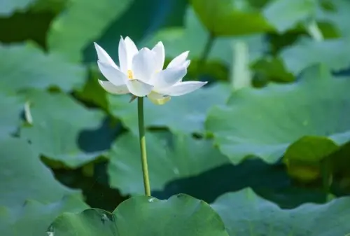 夏意浓浓！大荔黄河滩里万亩莲花竞相开放