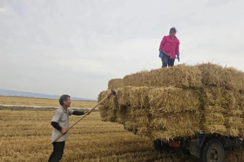 渭南市夏收夏播工作全面完成，445.45万亩小麦颗粒归仓