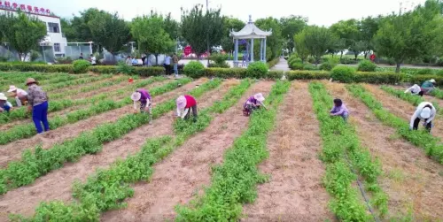 走进华阴这座菊花小镇，一股清香让人沉醉