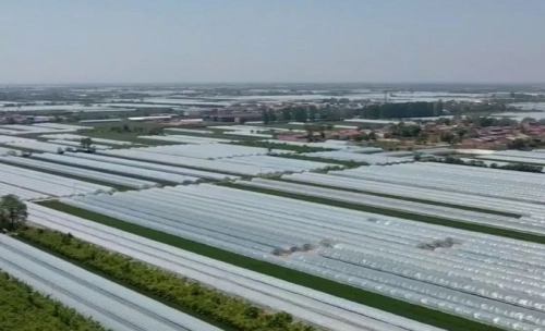 24.3吨！渭南甜瓜实现首次出口