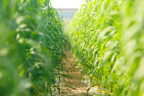 走出杨凌看示范 | “中国小米之乡”的“新”力量