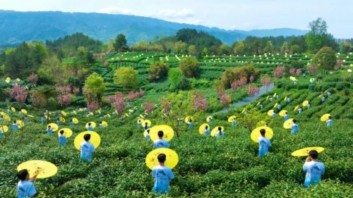 2024“汉风古韵·传奇夜”文旅活动精彩来袭（宁强篇）~