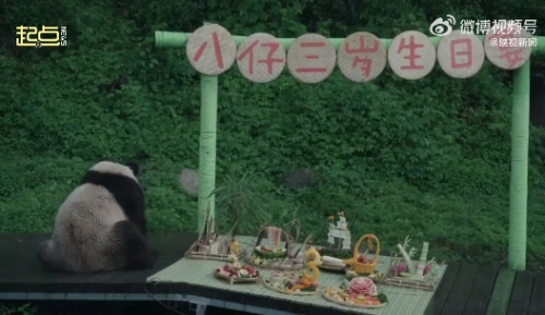 “七仔”的崽！华阳秦岭四宝园大熊猫八仔生日快乐