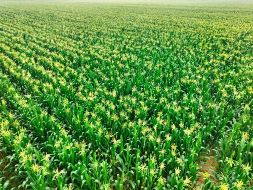 走出杨凌看示范 | 玉米“吨粮田”是怎样炼成的？