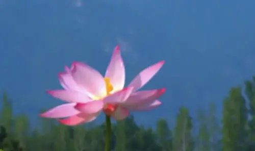 荷叶清新如波，荷花亭亭玉立，又是为荷花心动的一天啊