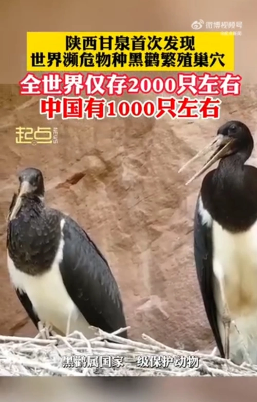 黄土高原首次发现黑鹳繁殖巢穴