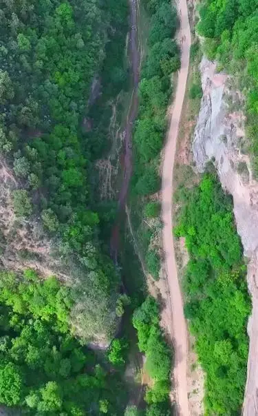 首次！甘泉发现濒危珍禽黑鹳巢居育雏