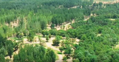 满眼绿色，一起来养养眼！大荔沙苑夏日景色宜人