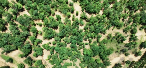 陕西大荔：夏日沙苑一派生机满眼“绿洲”景色宜人